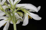 Largeleaf rose gentian